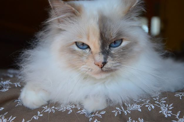 Kin-narah Rubella Ballet - sacro di birmania blue tortie