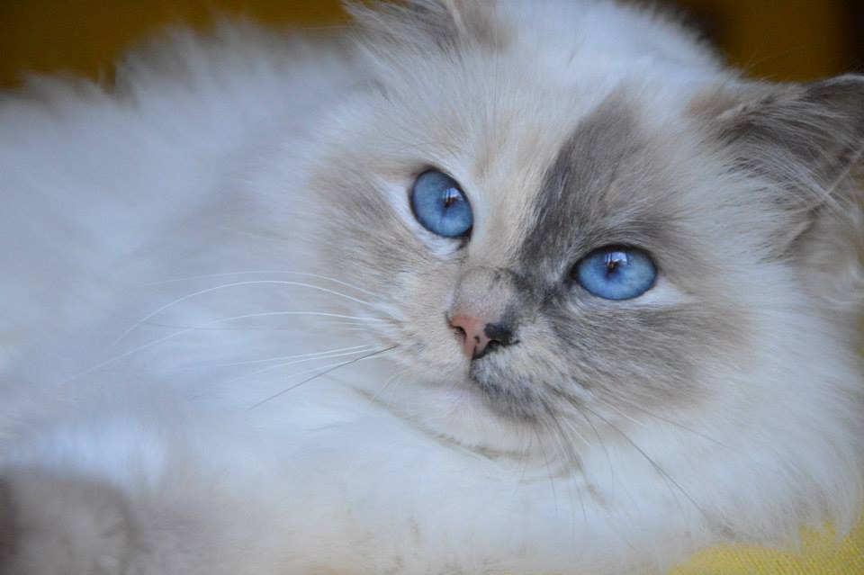 Kin-narah Rubella Ballet - sacro di birmania blue tortie