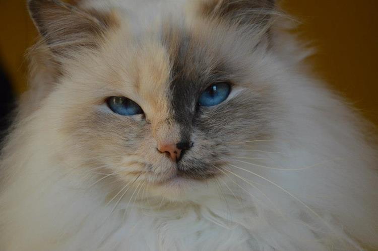 Kin-narah Rubella Ballet - sacro di birmania blue tortie