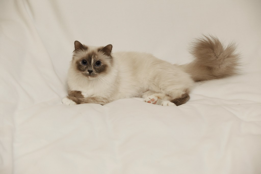Casafiore Rumba - sacro di birmania blue tortie