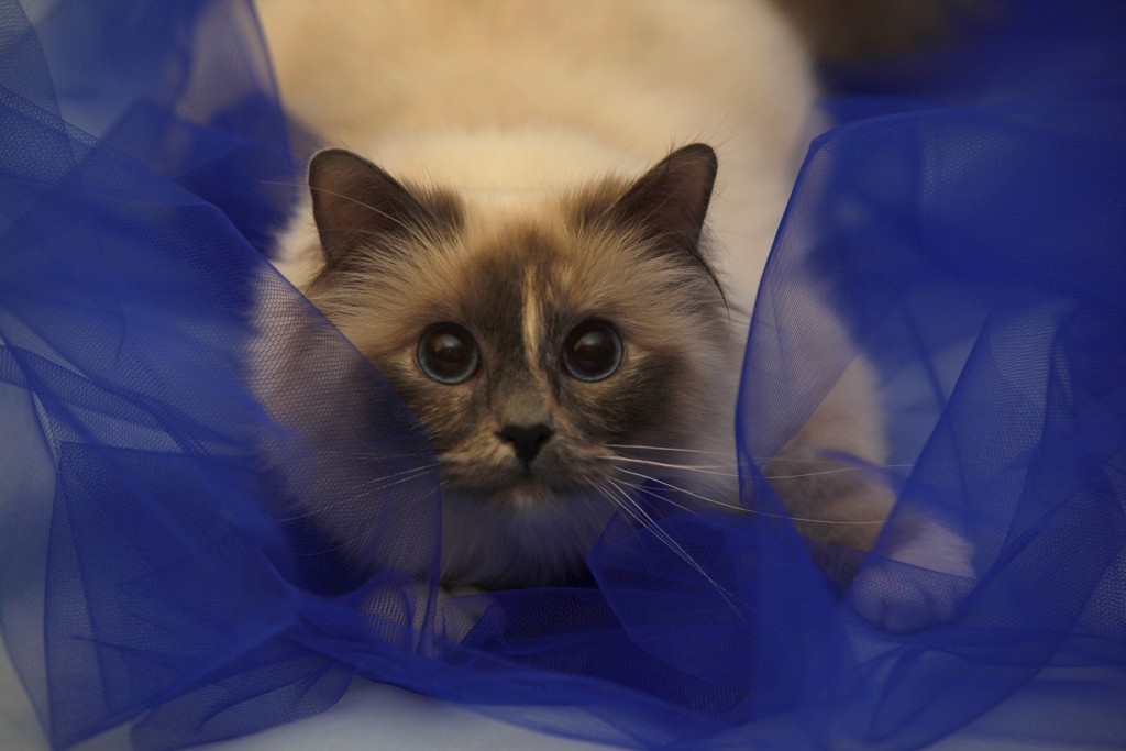Casafiore Rumba - sacro di birmania blue tortie