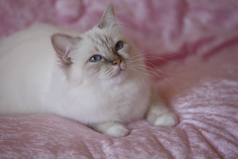 Kin-narah rathi - sacro di birmania lilac tabby