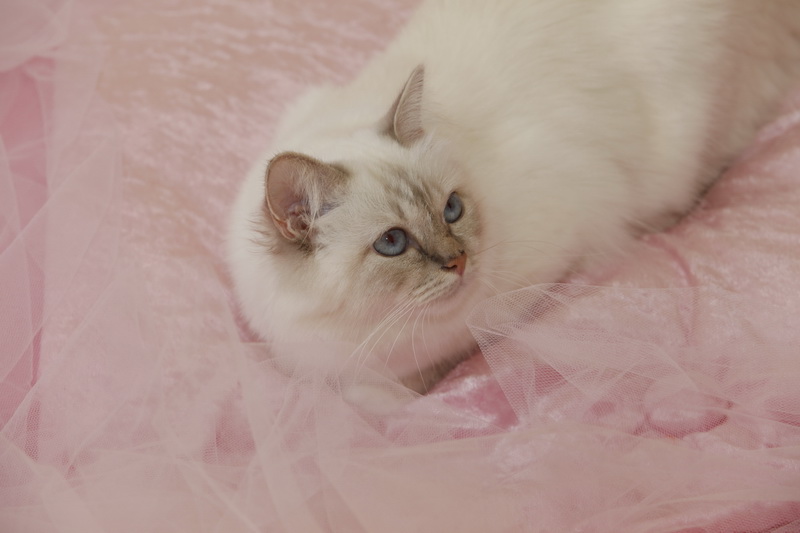 Kin-narah rathi - sacro di birmania lilac tabby