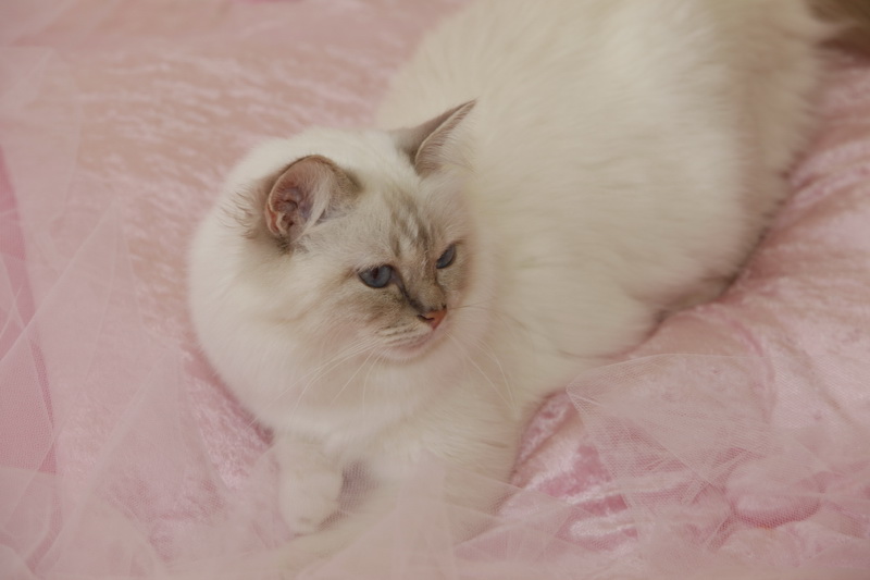 Kin-narah rathi - sacro di birmania lilac tabby