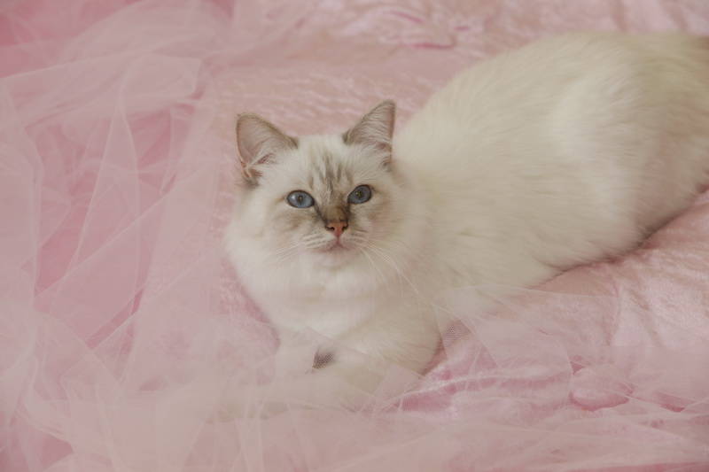 Kin-narah rathi - sacro di birmania lilac tabby