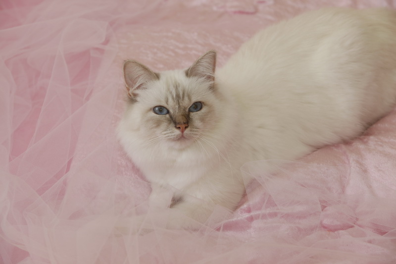 Kin-narah rathi - sacro di birmania lilac tabby