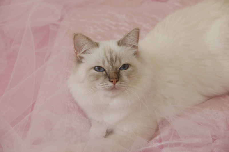 Kin-narah rathi - sacro di birmania lilac tabby