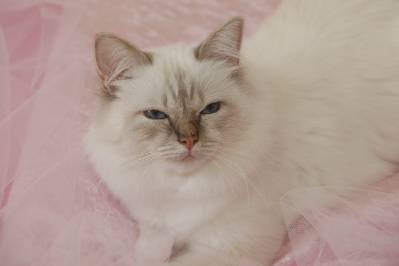 Kin-narah rathi - sacro di birmania lilac tabby