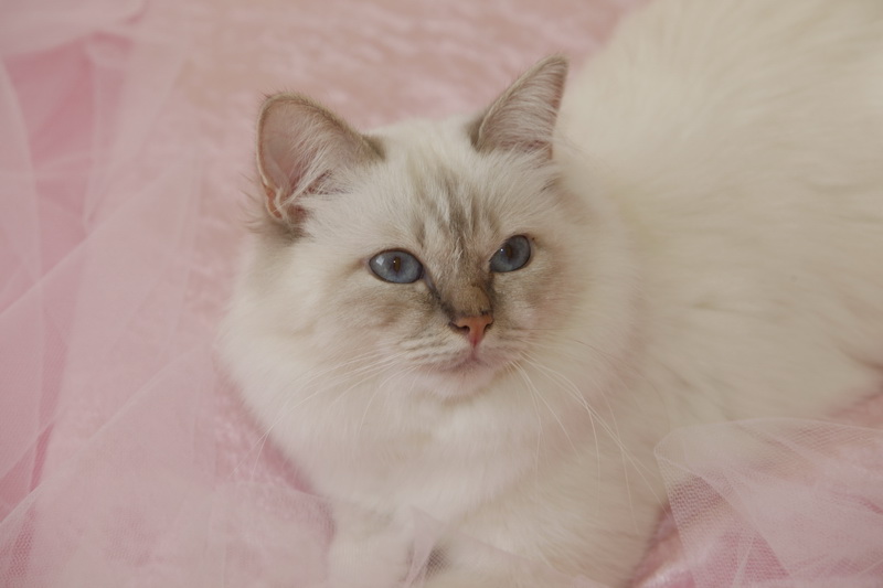 Kin-narah rathi - sacro di birmania lilac tabby
