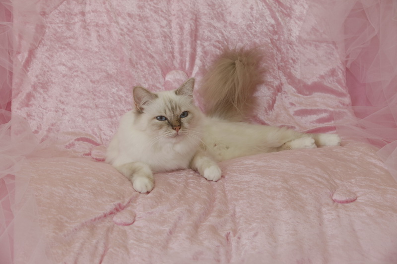 Kin-narah rathi - sacro di birmania lilac tabby