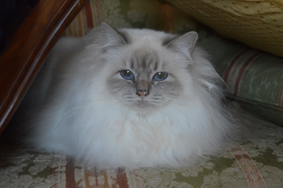 Kin-narah Taiga - sacro di birmania lilac tabby