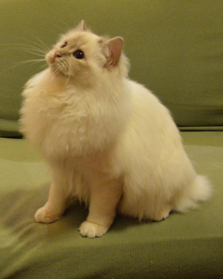 Kin-narah Taiga - sacro di birmania lilac tabby