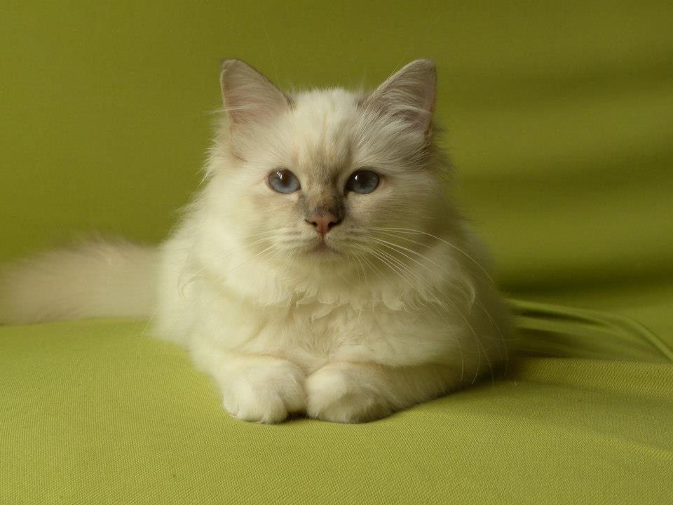 Kin-narah Taiga - sacro di birmania lilac tabby