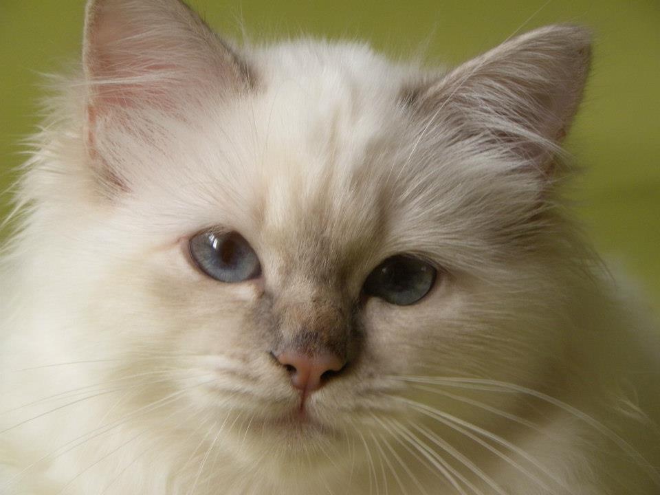 Kin-narah Taiga - sacro di birmania lilac tabby