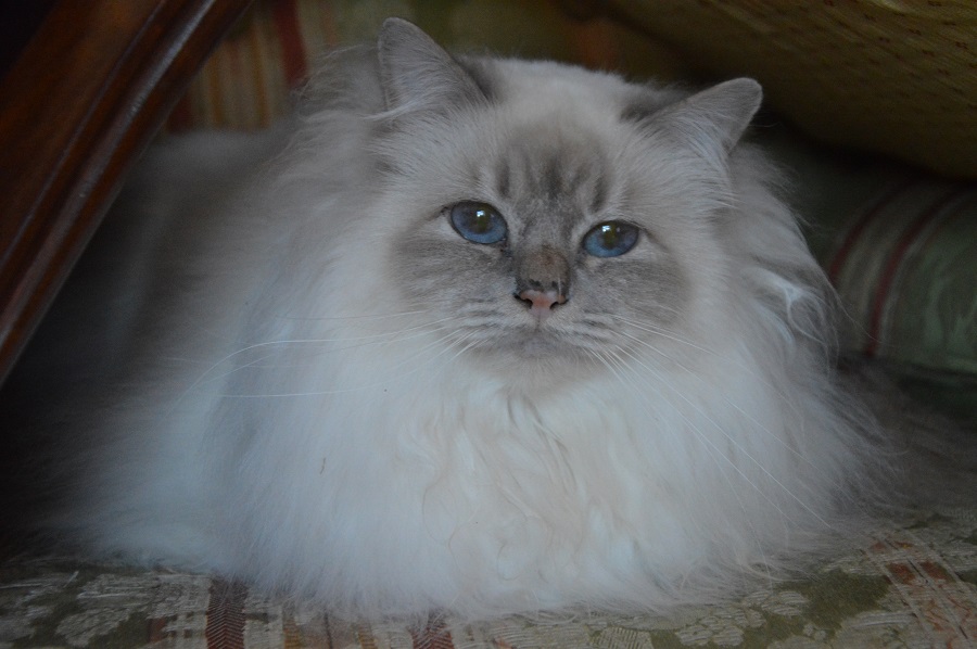 Kin-narah Taiga - sacro di birmania lilac tabby