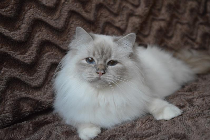 Kin-narah Taiga - sacro di birmania lilac tabby