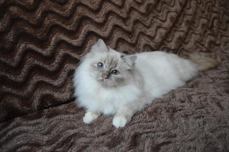 Kin-narah Taiga - sacro di birmania lilac tabby