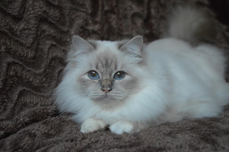 Kin-narah Taiga - sacro di birmania lilac tabby