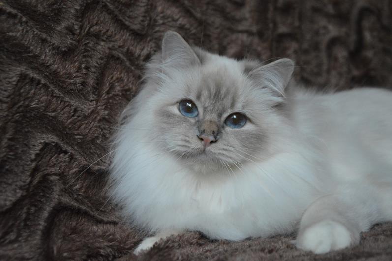 Kin-narah Taiga - sacro di birmania lilac tabby
