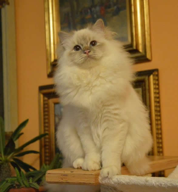 Kin-narah Taiga - sacro di birmania lilac tabby