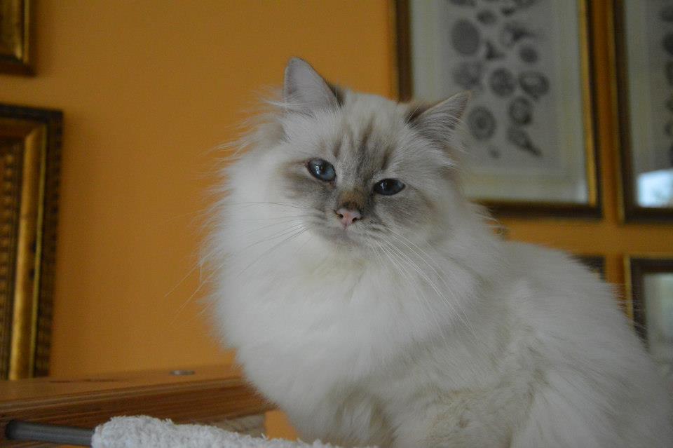 Kin-narah Taiga - sacro di birmania lilac tabby