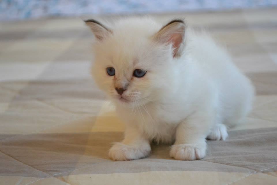 Kin Narah Allevamento Gatto Sacro Di Birmania Cuccioli