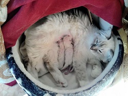 cuccioli sacro di birmania