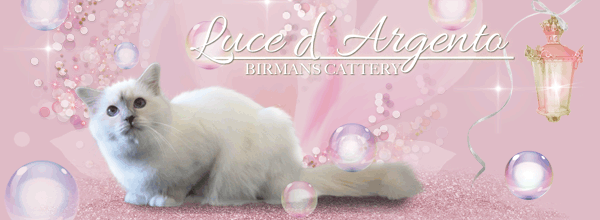 allevamento di gatto sacro di birmania