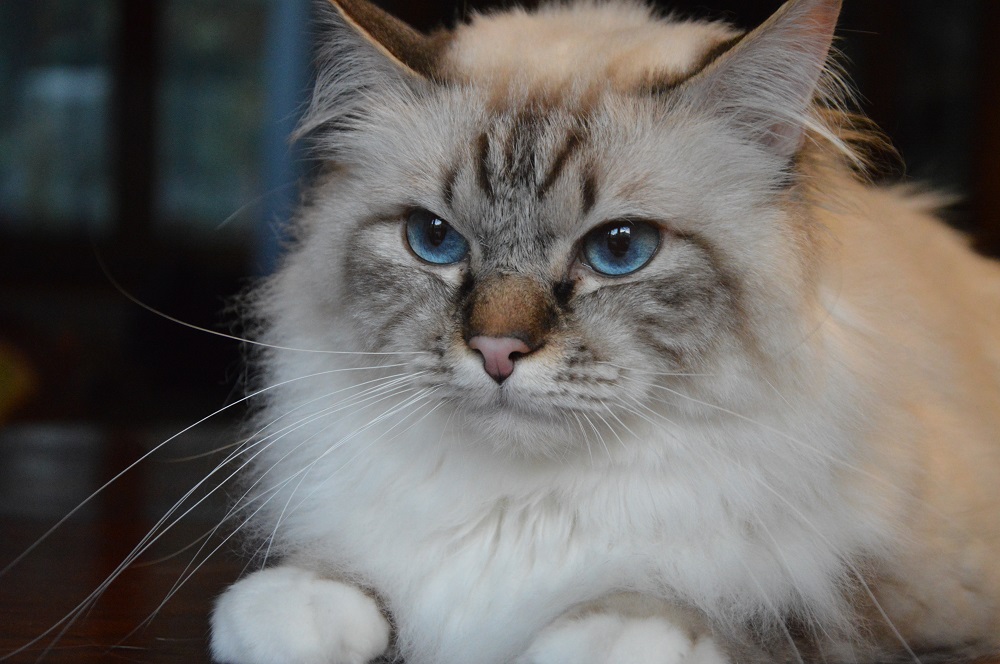 Kin-narah Shakespeare - sacro di birmania seal tabby