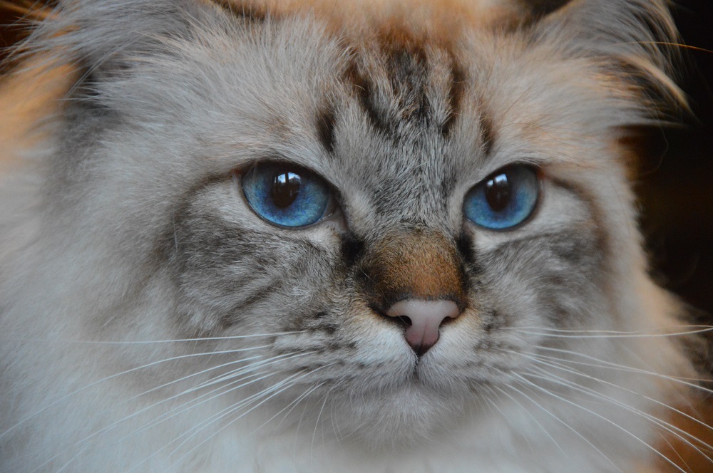 Kin-narah Shakespeare - sacro di birmania seal tabby
