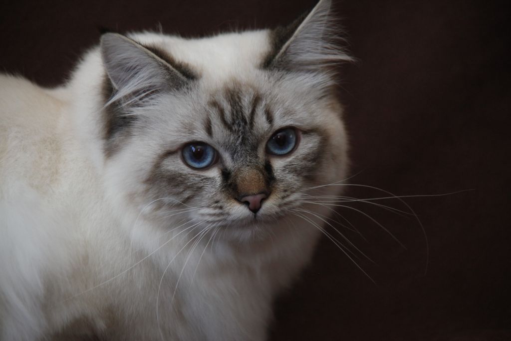 Kin-narah Shakespeare - sacro di birmania seal tabby