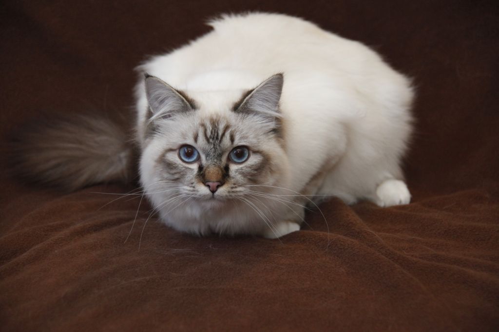 Kin-narah Shakespeare - sacro di birmania seal tabby