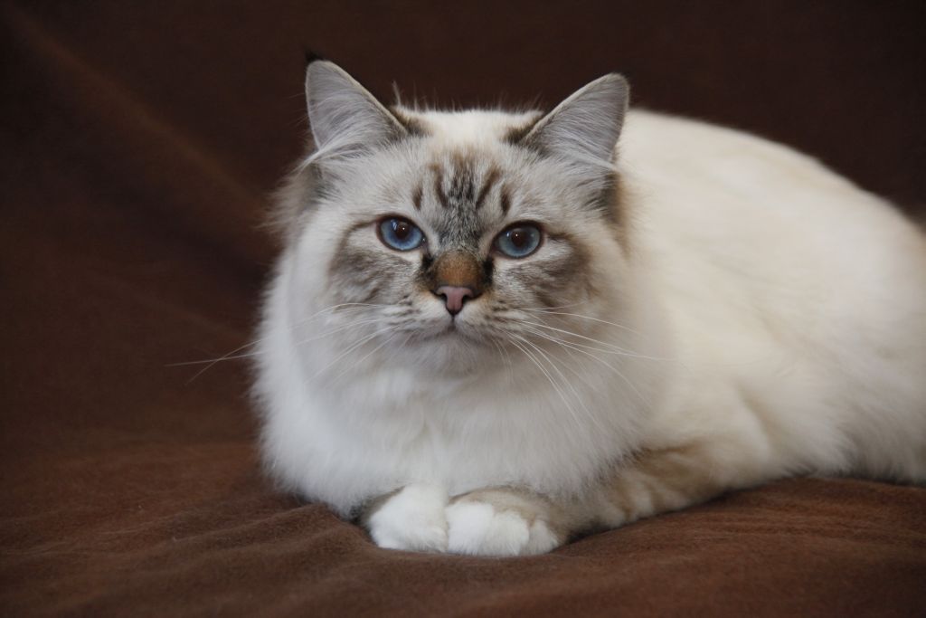 Kin-narah Shakespeare - sacro di birmania seal tabby