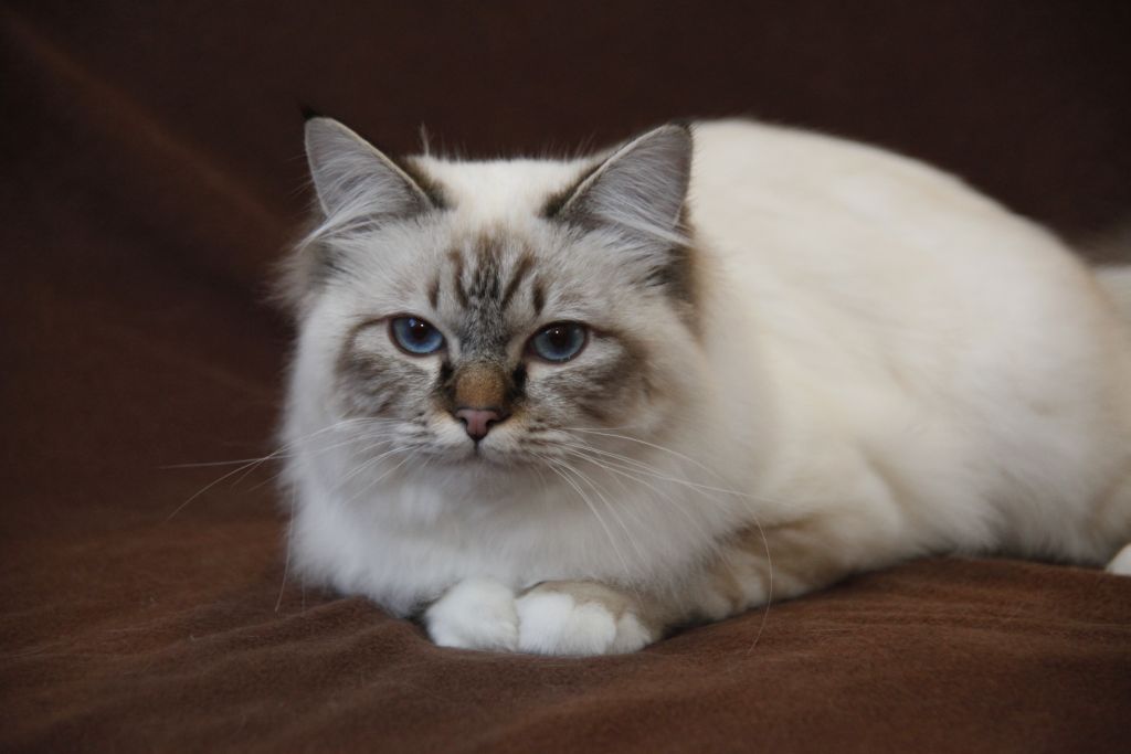 Kin-narah Shakespeare - sacro di birmania seal tabby