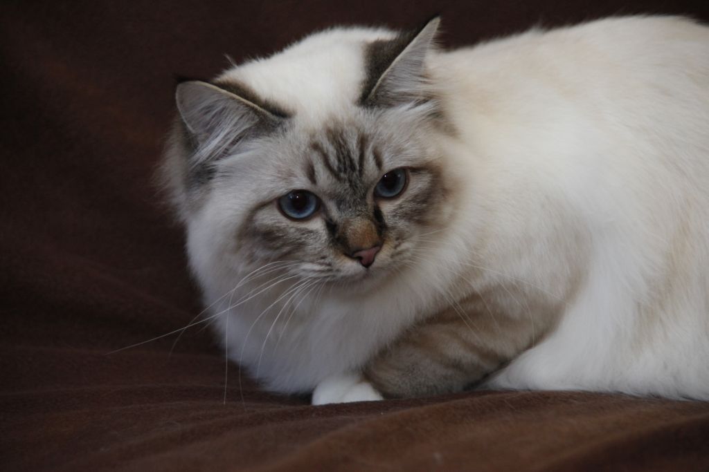 Kin-narah Shakespeare - sacro di birmania seal tabby