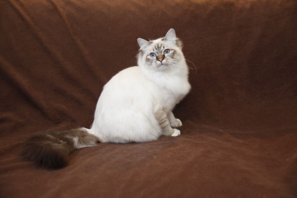 Kin-narah Shakespeare - sacro di birmania seal tabby