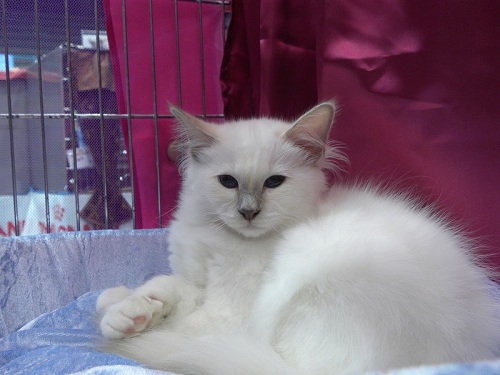 kin-narah venere - sacro di birmania chocolate tabby