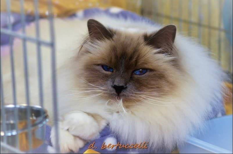 allevamento gatto sacro di birmania