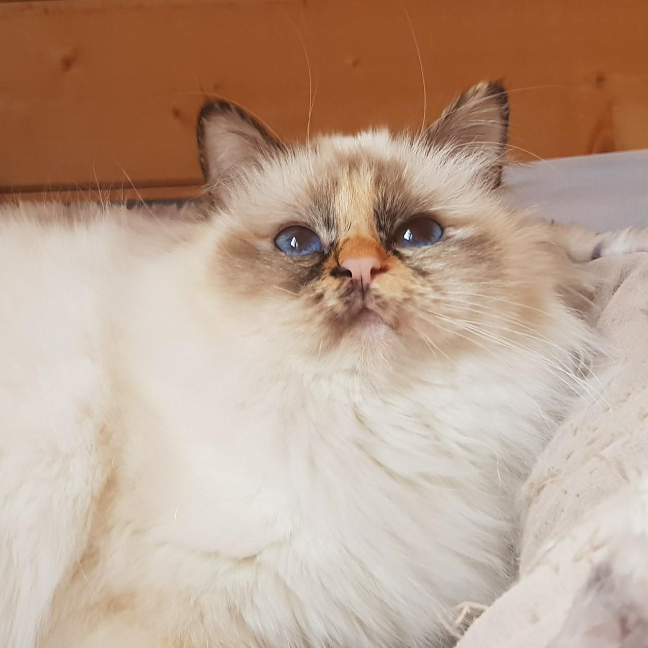 allevamento gatto sacro di birmania