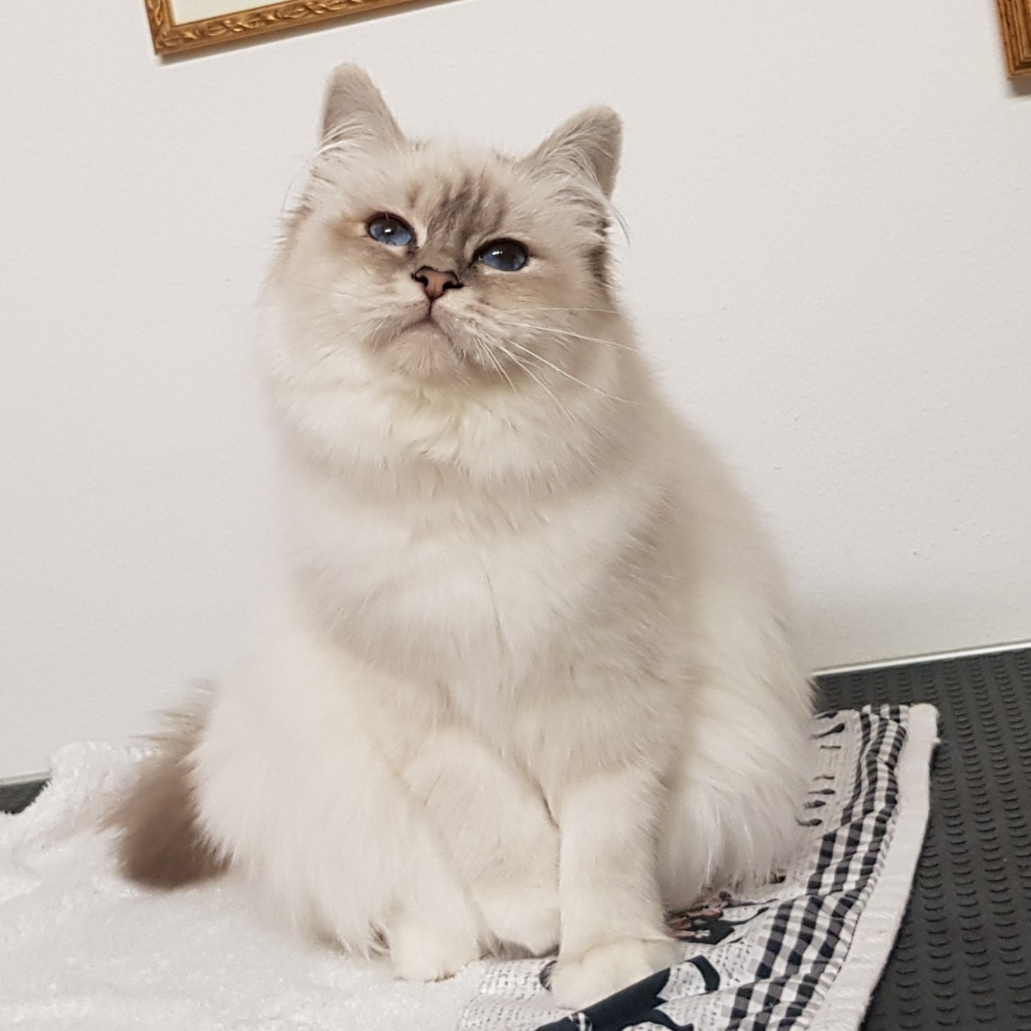 allevamento gatto sacro di birmania