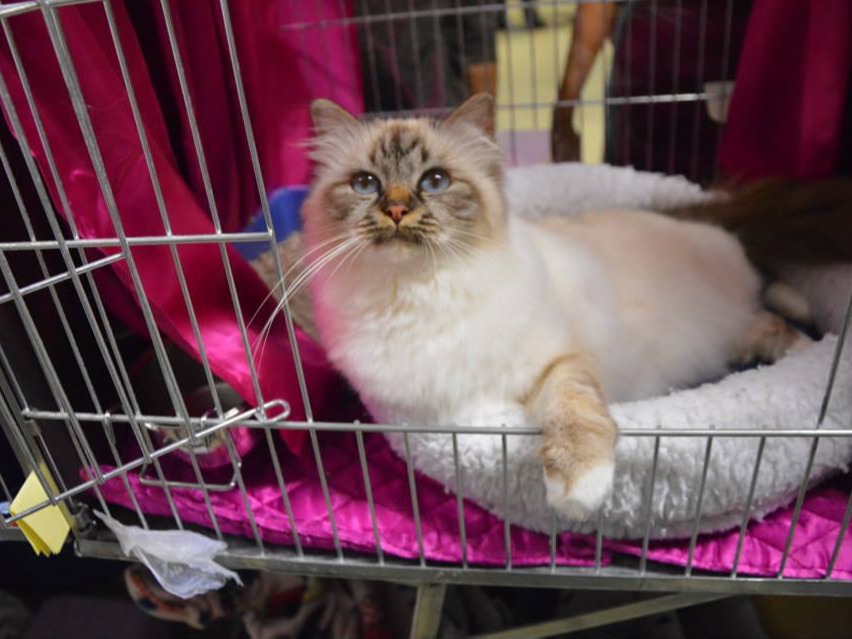 esposizioni allevamento gatto sacro di birmania