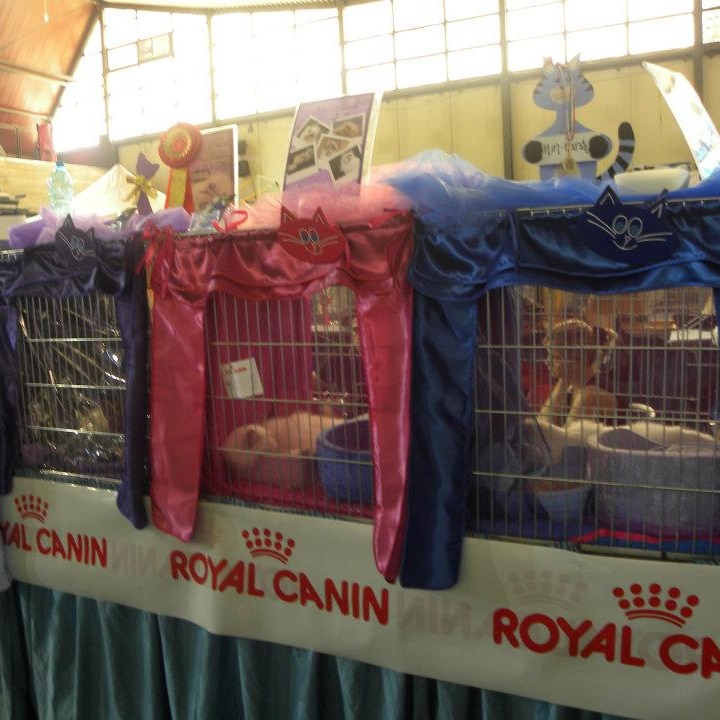 allevamento gatto sacro di birmania