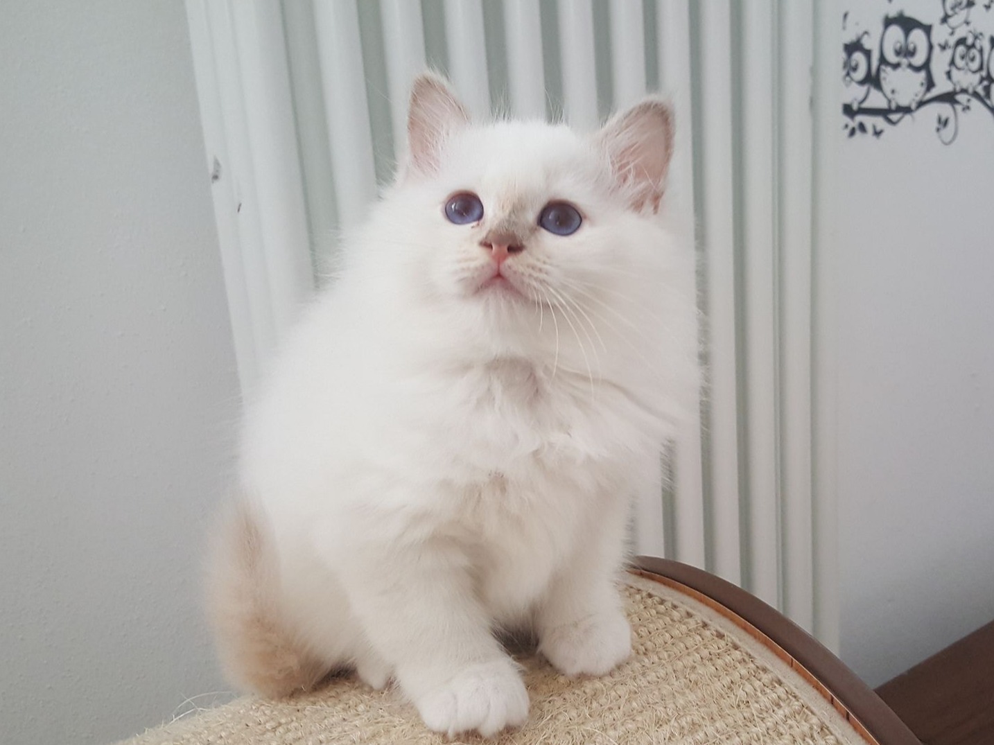 sacro di birmania lilac tortie