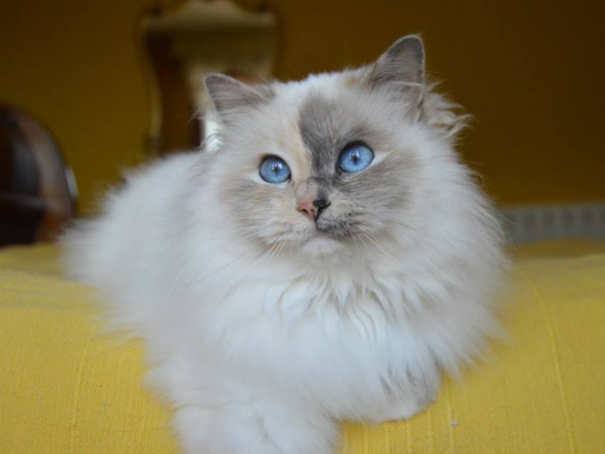 sacro di birmania blue tortie point