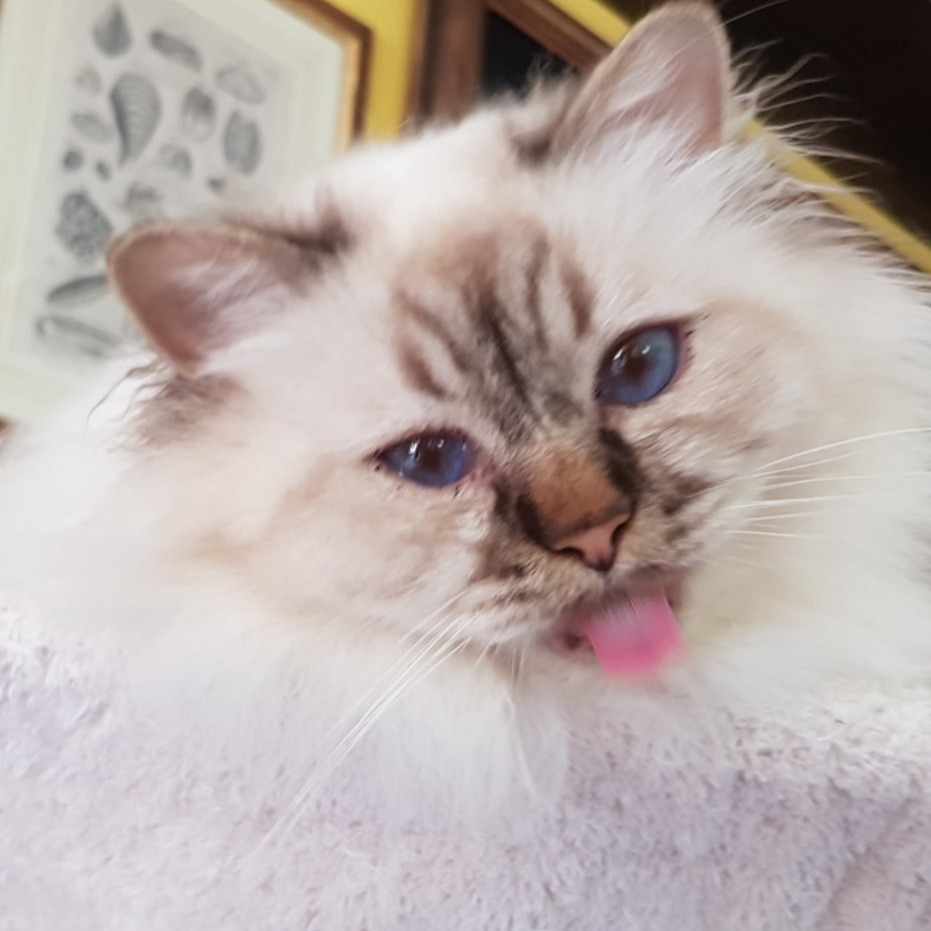 allevamento gatto sacro di birmania