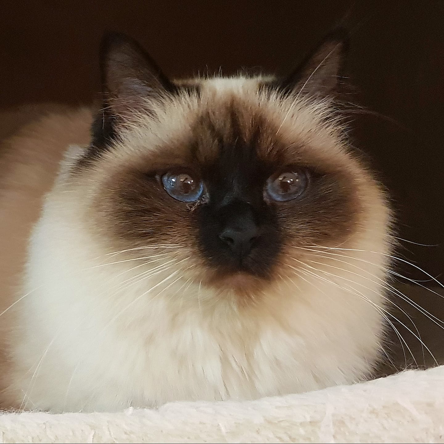 allevamento gatto sacro di birmania