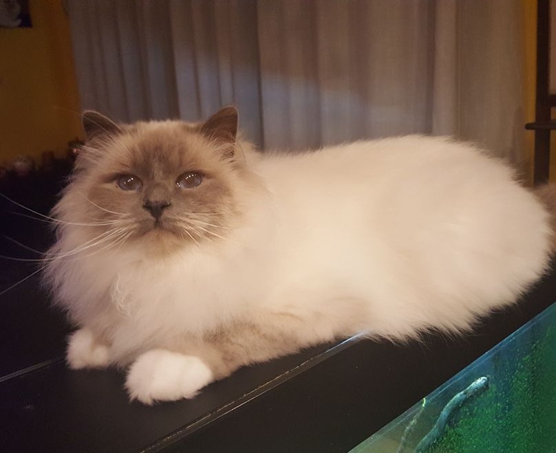  gatto sacro di birmania  blue point
