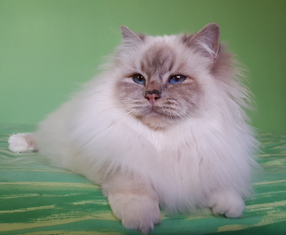 gatto sacro di birmania lilac tabby