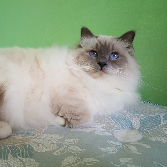  gatto sacro di birmania  blue point