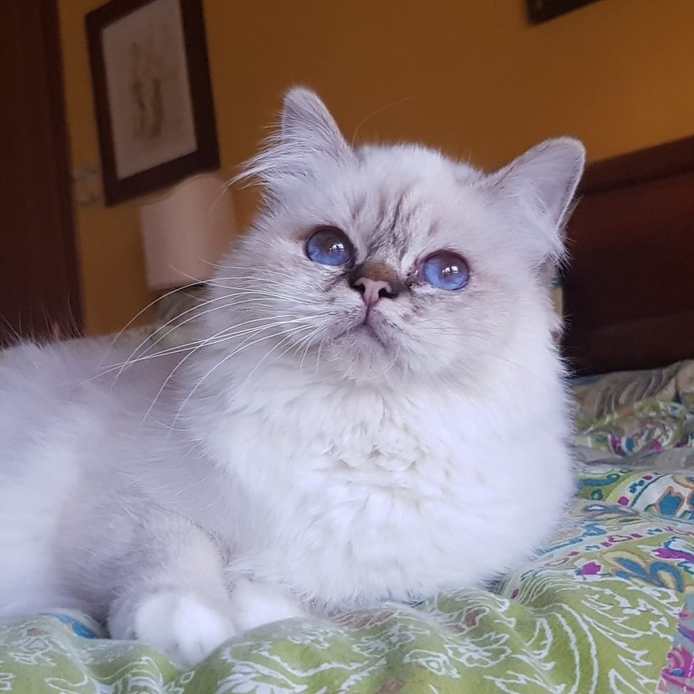 allevamento gatto sacro di birmania